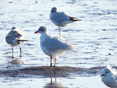 Ichthyaetus melanocephalus