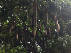 Kigelia