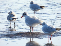Ichthyaetus melanocephalus