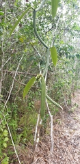 Vanilla planifolia