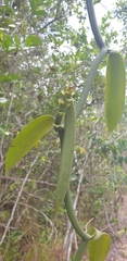 Vanilla planifolia