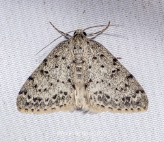 Naxidia punctata