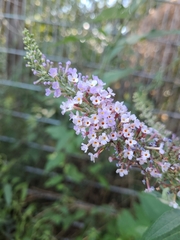 Buddleja davidii