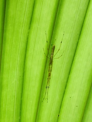 Tetragnatha hasselti