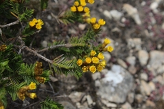 Oedera steyniae