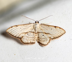 Scopula ferrilineata
