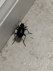Calosoma peregrinator