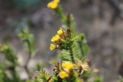 Oedera steyniae