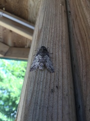 Macrurocampa marthesia