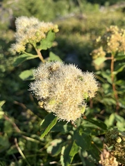 Spiraea × pyramidata