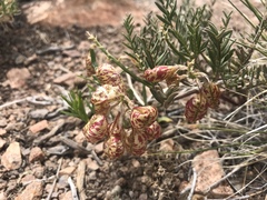 Astragalus whitneyi
