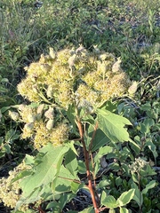 Spiraea × pyramidata