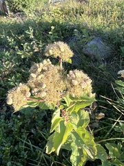 Spiraea × pyramidata