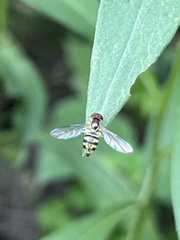 Toxomerus geminatus