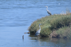Ardea cinerea