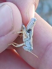 Aeoloplides chenopodii