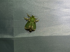 Parasa pastoralis