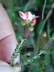 Adenandra marginata