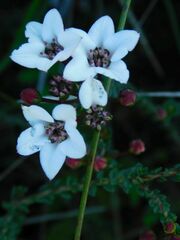 Adenandra marginata