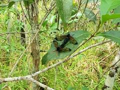 Isanthrene perboscii