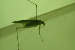 Phaneroptera falcata