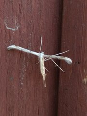 Pterophoridae