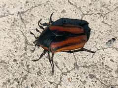 Cotinis mutabilis cabira