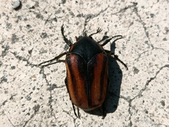 Cotinis mutabilis cabira