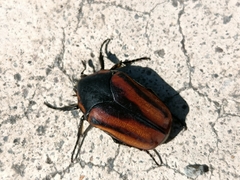 Cotinis mutabilis cabira