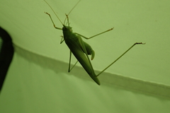 Phaneroptera falcata