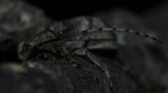 Ecyrus