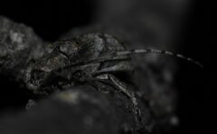 Ecyrus
