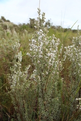 Eriocephalus racemosus