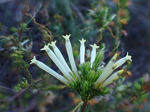 Image of Cylinder Heath (Erica cylindrica) by (c) Ren Hoekstra, some rights reserved (CC BY)