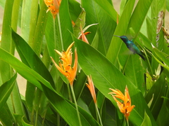 Chalybura buffonii