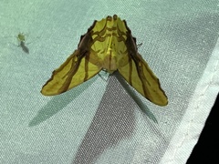 Trotocraspeda divaricata