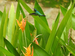 Chalybura buffonii
