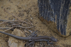 Aspidoscelis hyperythrus beldingi