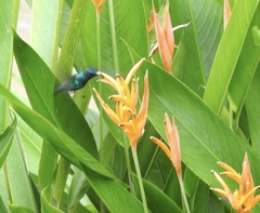 Chalybura buffonii