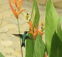Chalybura buffonii
