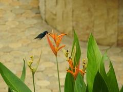 Chalybura buffonii