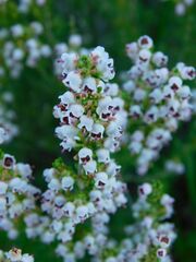 Erica setacea