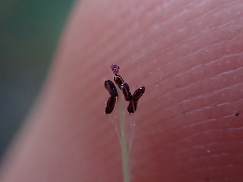 Image of Erica cylindrica by (c) Ren Hoekstra, some rights reserved (CC BY)