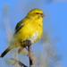 Yellow Canary - Photo (c) copper, some rights reserved (CC BY-NC), uploaded by copper