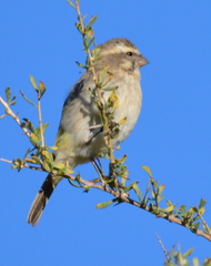 Yellow Canary photo 3