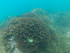 Cephalopholis panamensis