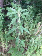 Chaiturus marrubiastrum (Chaiturus marrubiastrum)