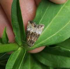 Mesoligia furuncula