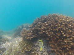 Epinephelus labriformis