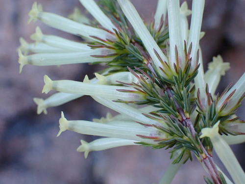 Image of Erica cylindrica by (c) Ren Hoekstra, some rights reserved (CC BY)